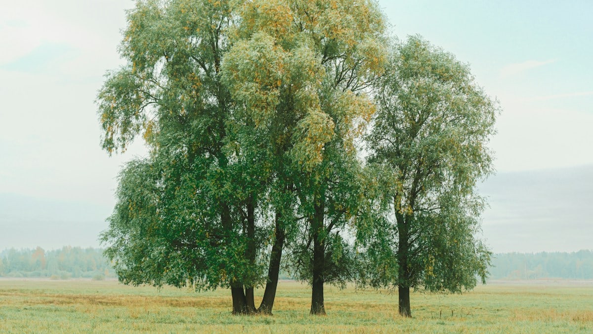 a group of trees in a field
